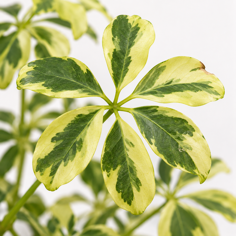 Schefflera arboricola Janine - Dwarf Umbrella Plant  2
