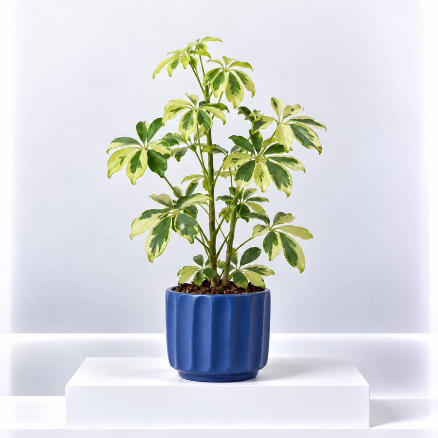Schefflera arboricola Janine - Dwarf Umbrella Plant  1