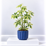 Schefflera Dwarf Umbrella Gift Wrapped  3