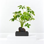 Schefflera Umbrella Plant on Volcanic Lava Stone  1