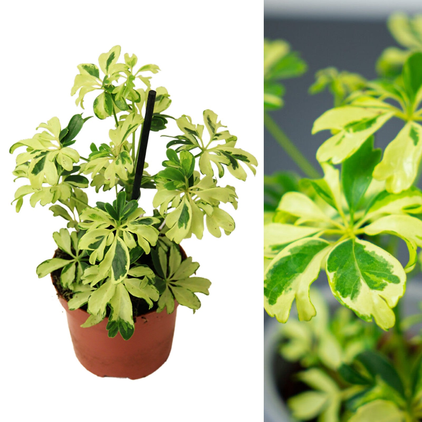 schefflera arboricola janine Schefflera Arboricola Janine