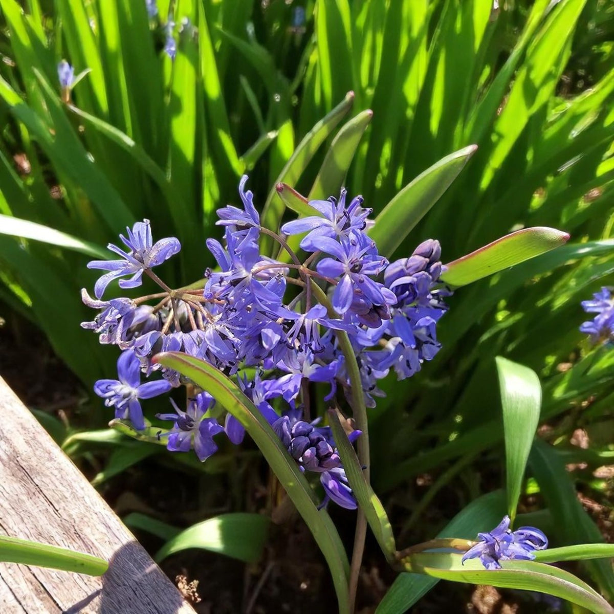 Scilla Bifolia Spring Bulbs Cluster of Scilla bifolia flowering in a garden bed with slender green leaves. 3