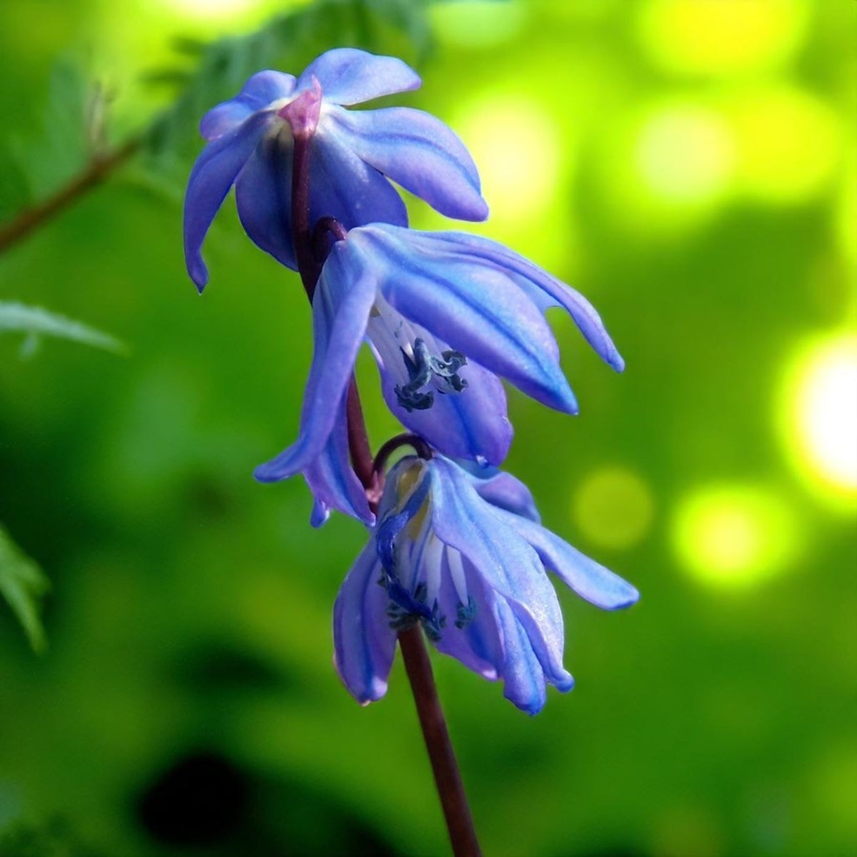 Scilla Bifolia Spring Bulbs Close-up of Scilla bifolia flowers with delicate star-shaped purple-blue petals against green foliage. 2