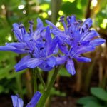 Scilla Bifolia Spring Bulbs Vibrant purple-blue Scilla bifolia flowers in full bloom under dappled sunlight. 1