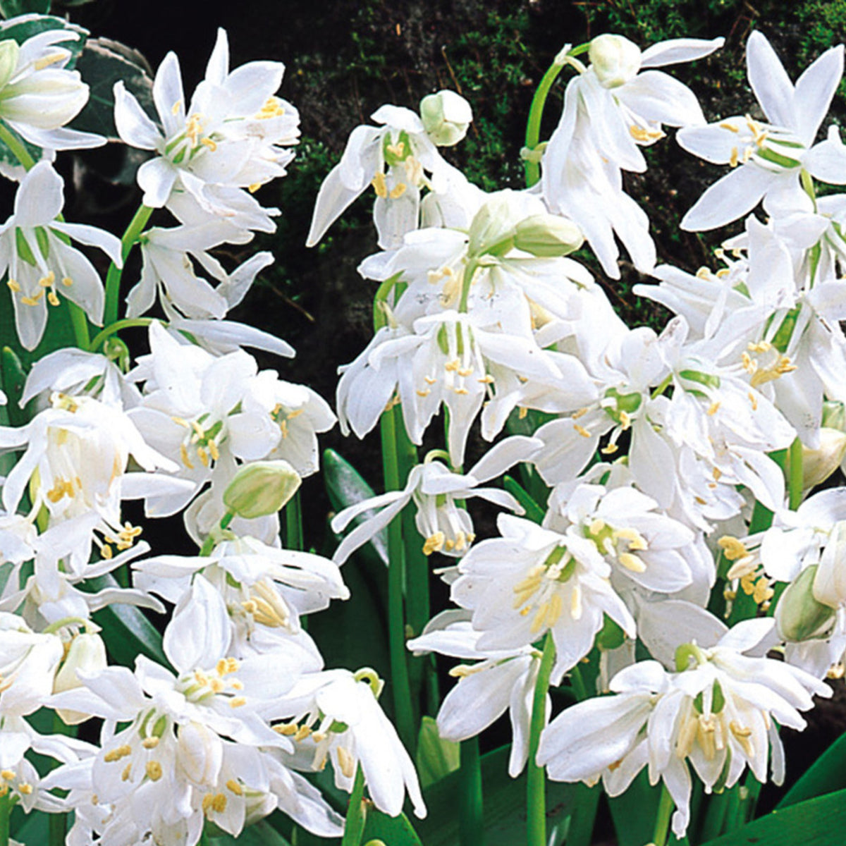 Scilla Siberica Alba Spring Bulbs  4