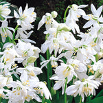 Scilla Siberica Alba Spring Bulbs  4