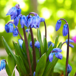 Scilla Siberica Spring Bulbs Group of Scilla siberica in bloom with nodding blue bell-like flowers and upright green leaves. 2