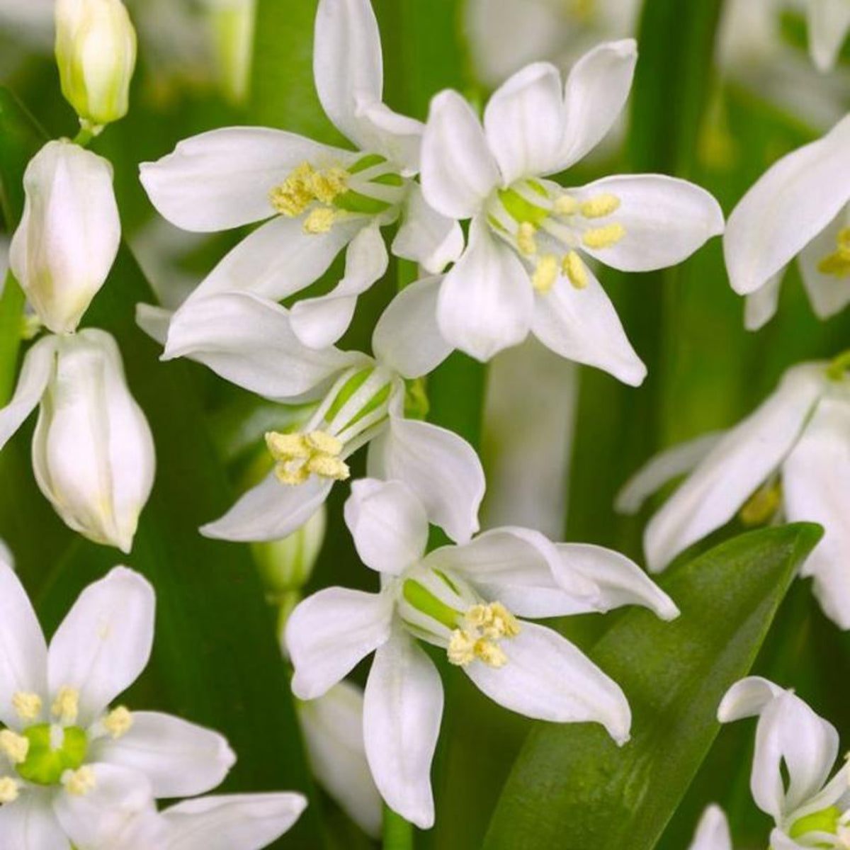 Scilla Siberica Alba Spring Bulbs Close-up of delicate white Siberian Squill flowers with green foliage. 1