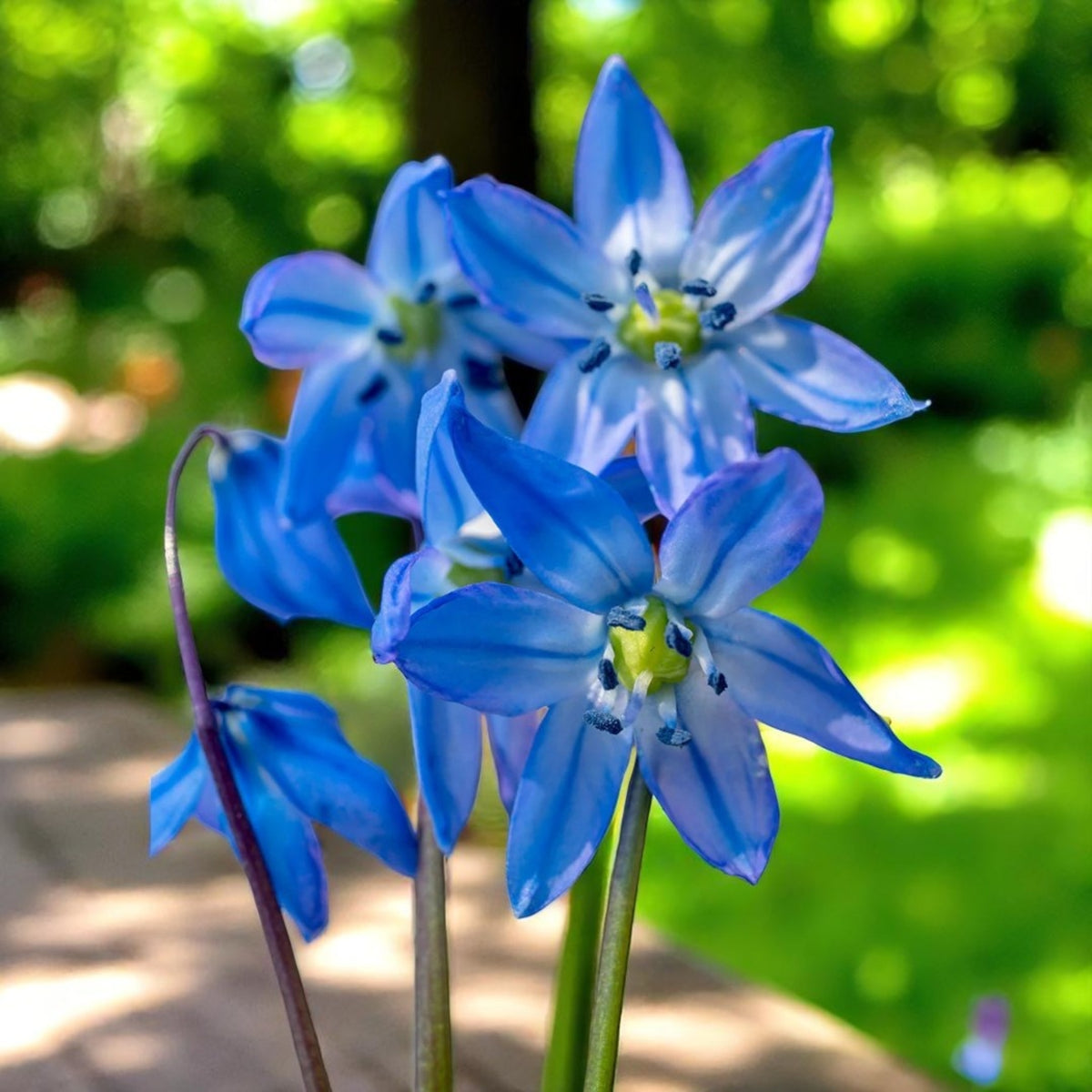 Scilla Siberica Spring Bulbs Scilla siberica flowers glowing in sunlight with bright green foliage in the background. 1