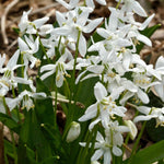 Scilla Siberica Alba Spring Bulbs Scilla siberica ‘Alba’ flowering in a woodland garden setting. 2