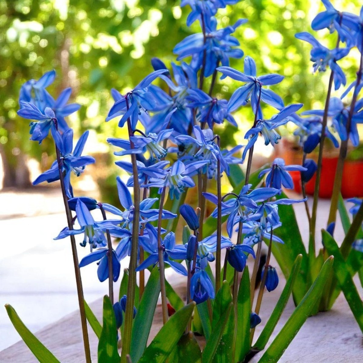 Scilla Siberica Spring Bulbs Tall stems of Scilla siberica covered in deep blue starry flowers in garden setting. 3