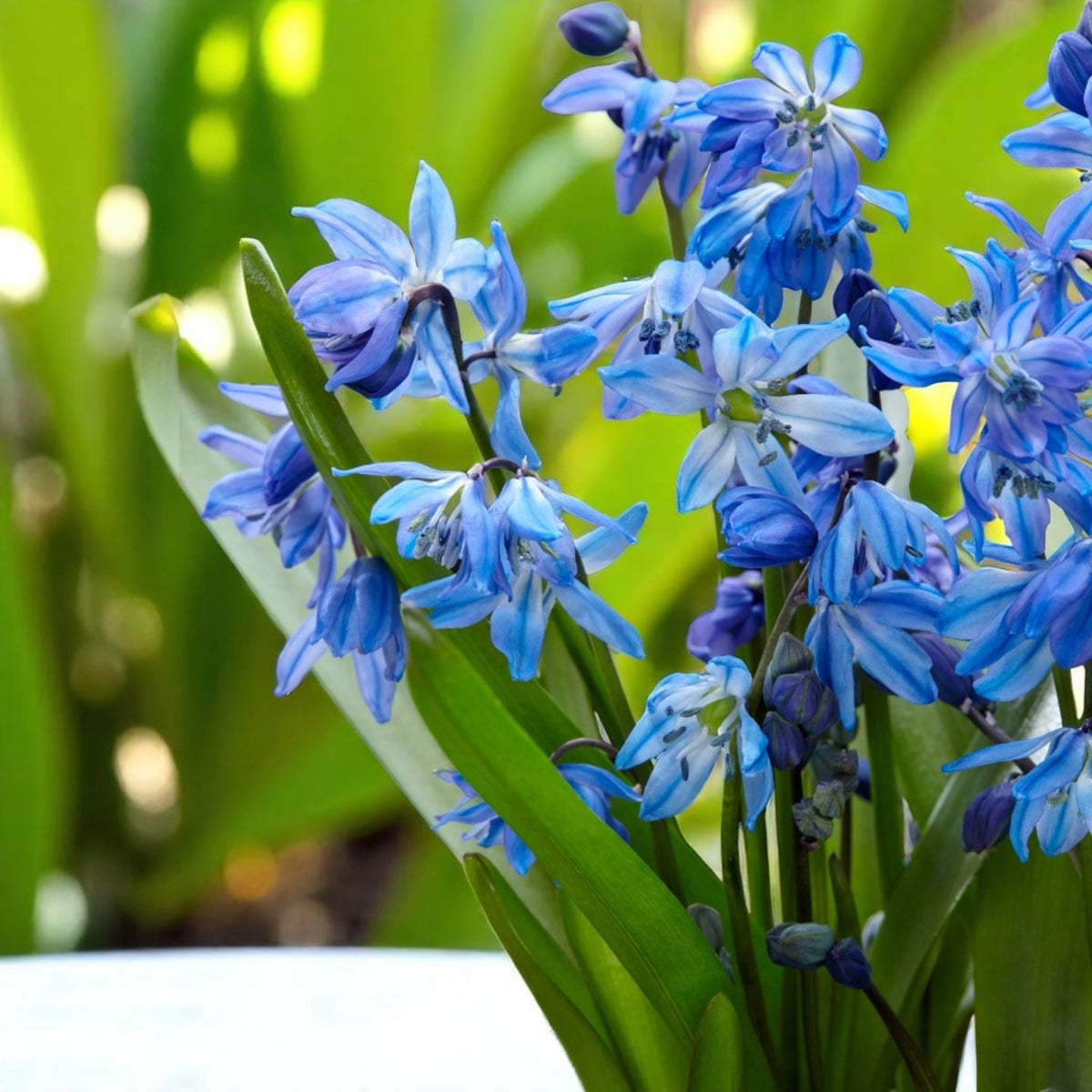 Scilla Siberica Spring Bulbs  4
