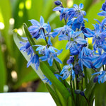 Scilla Siberica Spring Bulbs  4