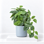 Scindapsus 'Argyraeus' Satin Pothos Artificial Plant  1