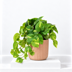 Devil's Ivy Mixed Pothos Collection  4