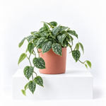 Scindapsus pictus 'Argyraeus'  1