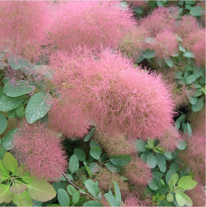 Cotinus - 'Candy Floss' Cotinus - 'Candy Floss' image3 3