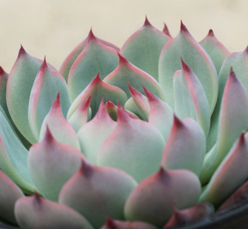 Echeveria 'Parva' Screenshot 2022-08-09 105236 4