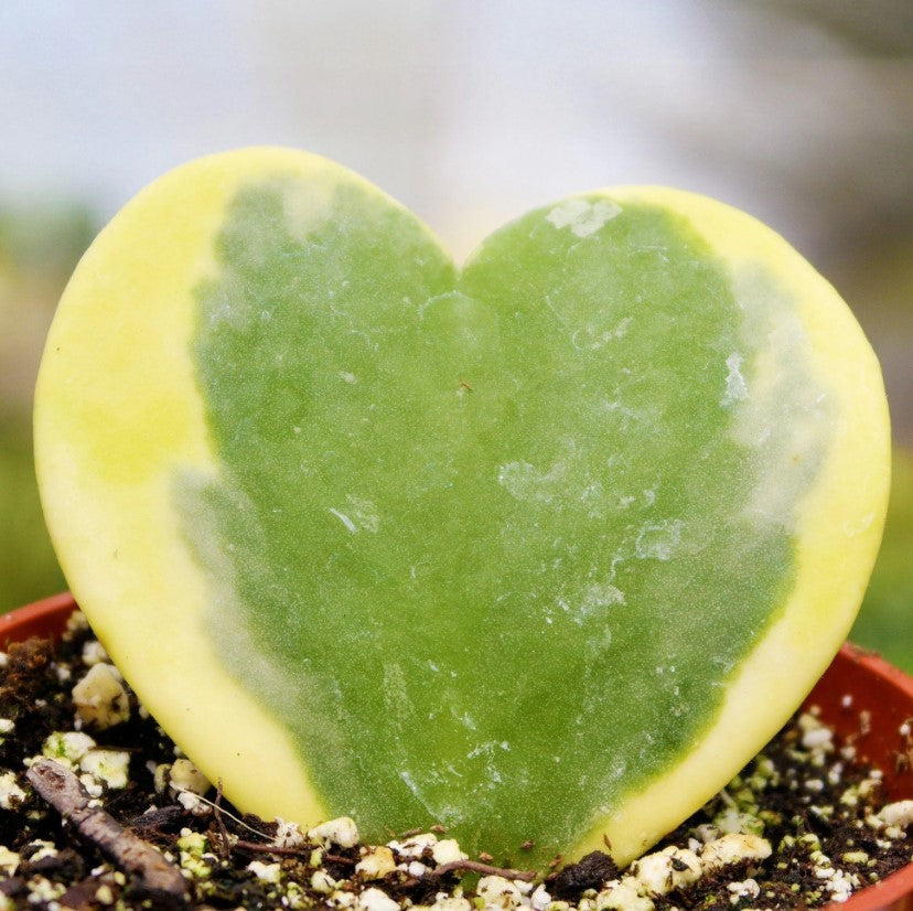Hoya Kerrii Variegata Heart Plant Screenshot 2022-08-30 135038 2