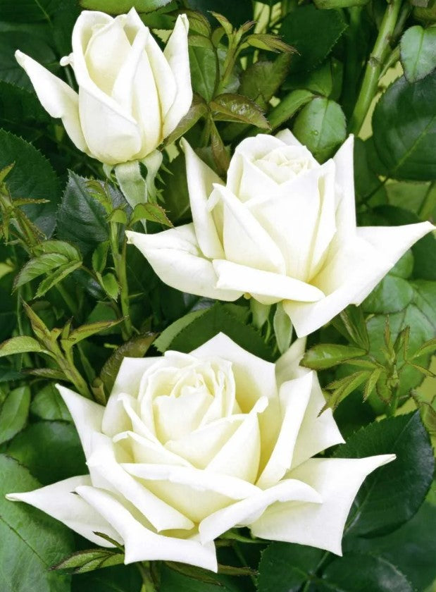 White Rose Bush - Polar Star Screenshot 2023-01-07 153309 3