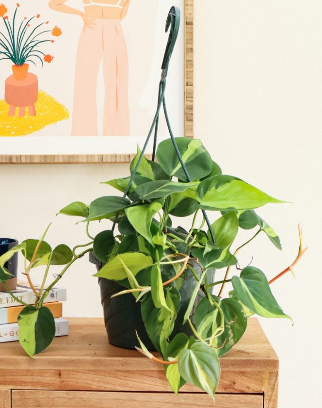 Philodendron Scandens Brasil Hanging Plant Screenshot 2023-01-11 142051 1