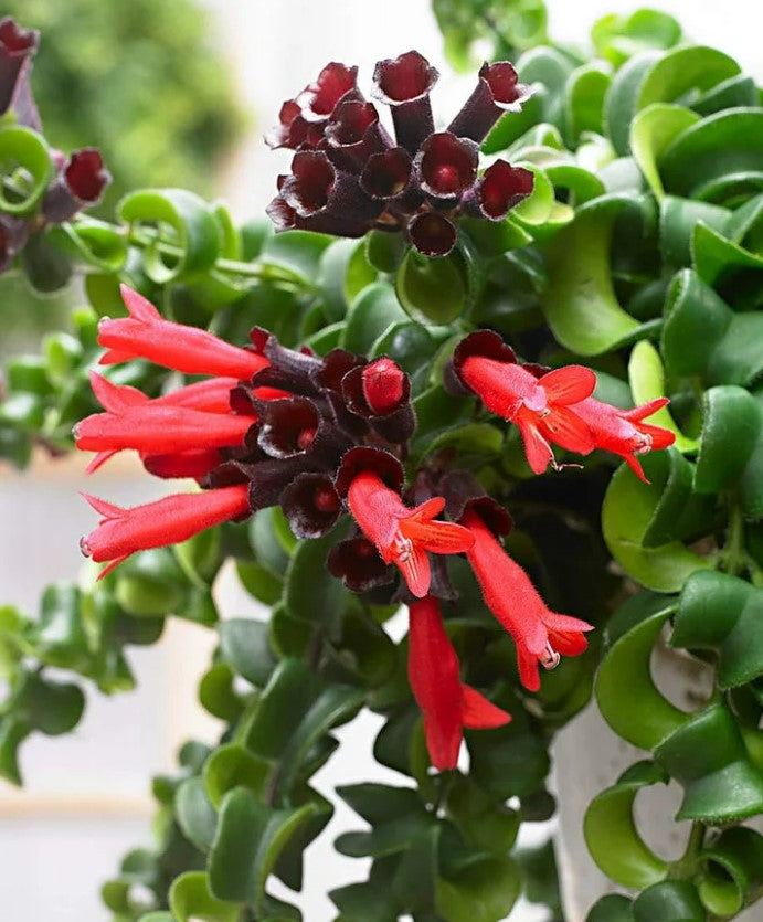 Aeschynanthus Rasta Lipstick Plant Aeschynanthus 'Rasta' image3 1