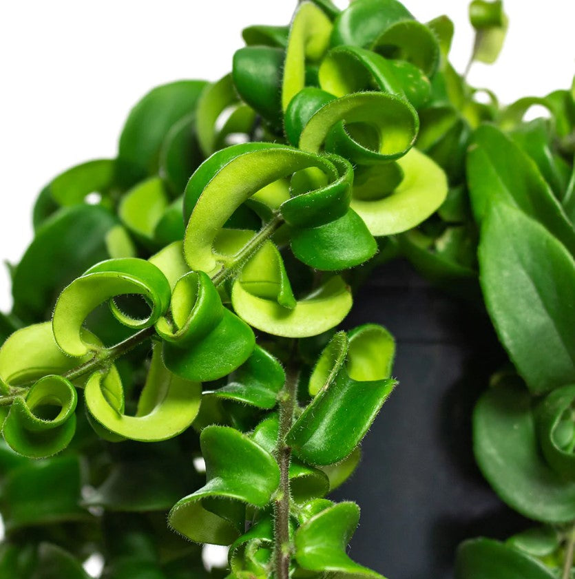 Aeschynanthus Rasta Lipstick Plant Aeschynanthus 'Rasta' image2 3