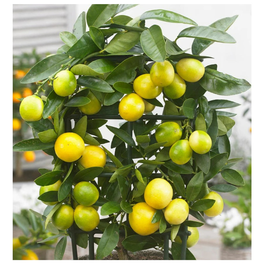 Citrus Limequat Tree Screenshot 2023-01-13 135306 1