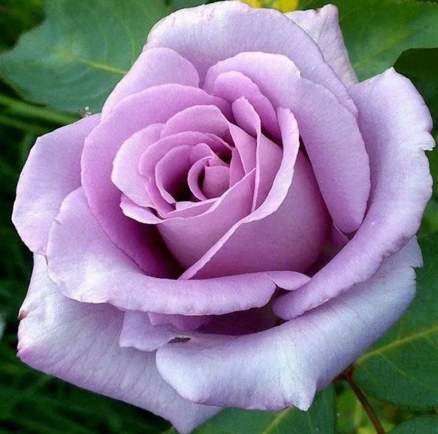 Bare Root Rose Mix - Fragrant Cloud, Chinatown & Blue Moon 3 x Bare Root Rose Mix - Fragrant Cloud, Chinatown & Blue Moon image3 2