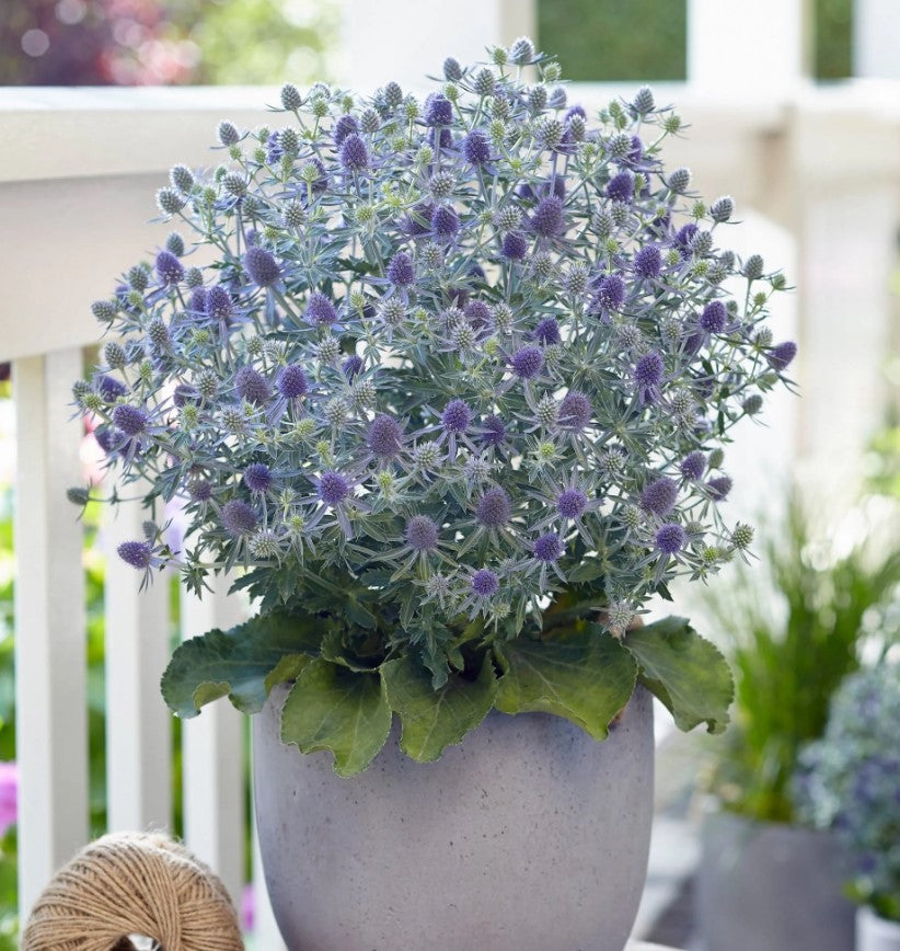 Eryngium 'Magical Blue Globe' (2 Plants) Eryngium 'Magical Blue Globe' (2 Plants) image4 3