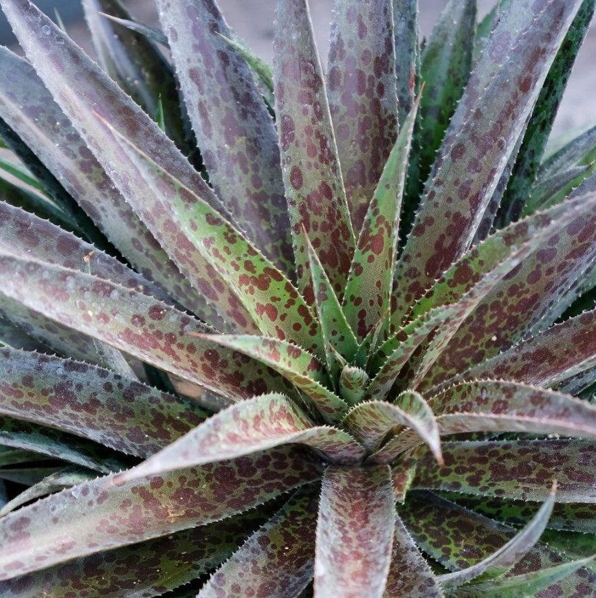 Mangave (Manfreda x Agave) - Rare Hybrid Screenshot 2023-07-31 110516 5