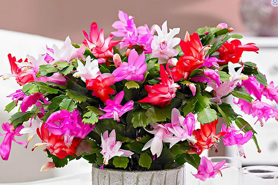 Christmas Cactus Tricolour Christmas Cactus Tricolour image4 4