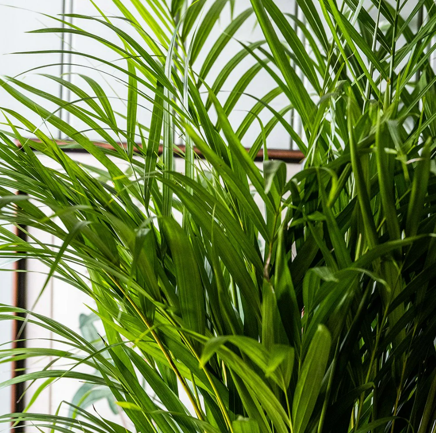 Areca Palm Indoor Plant Screenshot 2023-11-03 155821 5