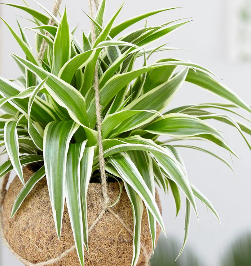 Spider Plant - Chlorophytum Ocean in 6cm Pot Screenshot 2023-11-08 144757 1