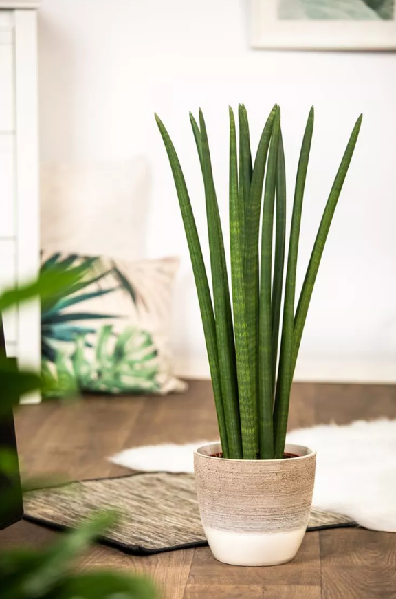 Sansevieria cylindrica Spaghetti Screenshot 2023-11-17 103649 3