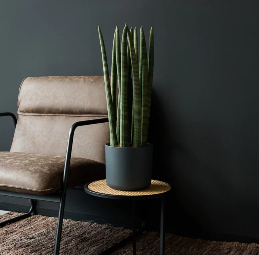 Sansevieria Cylindrica Straight Screenshot 2023-11-17 104754 2
