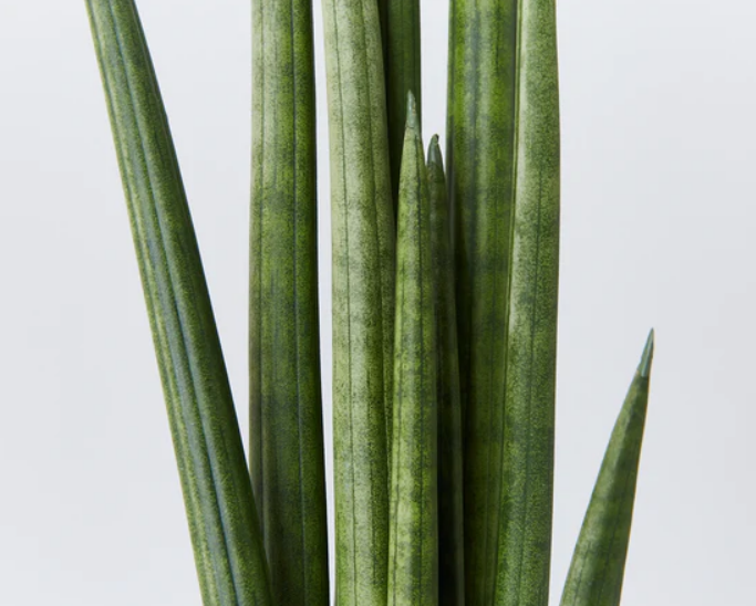 Sansevieria Cylindrica Straight Screenshot 2023-11-17 104826 6