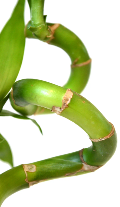 Spiral Lucky Bamboo in Christmas Vase 2 x 30cm Spiral Lucky Bamboo in Christmas Vase image3 3