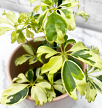 Schefflera Dwarf Umbrella Gift Wrapped  2