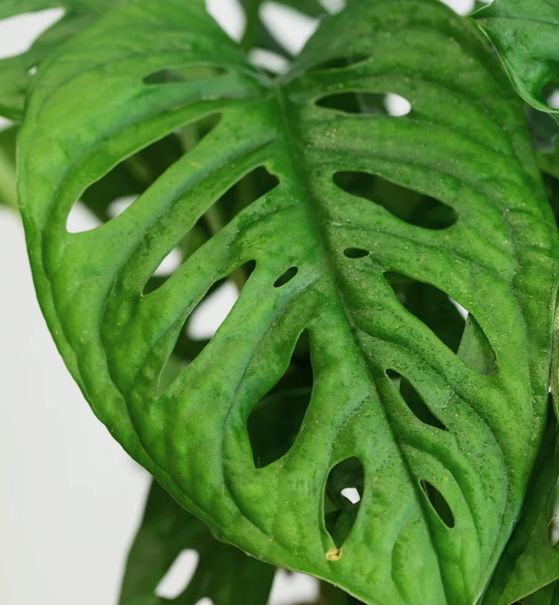 Monstera Monkey Leaf Screenshot 2023-11-20 150635 7
