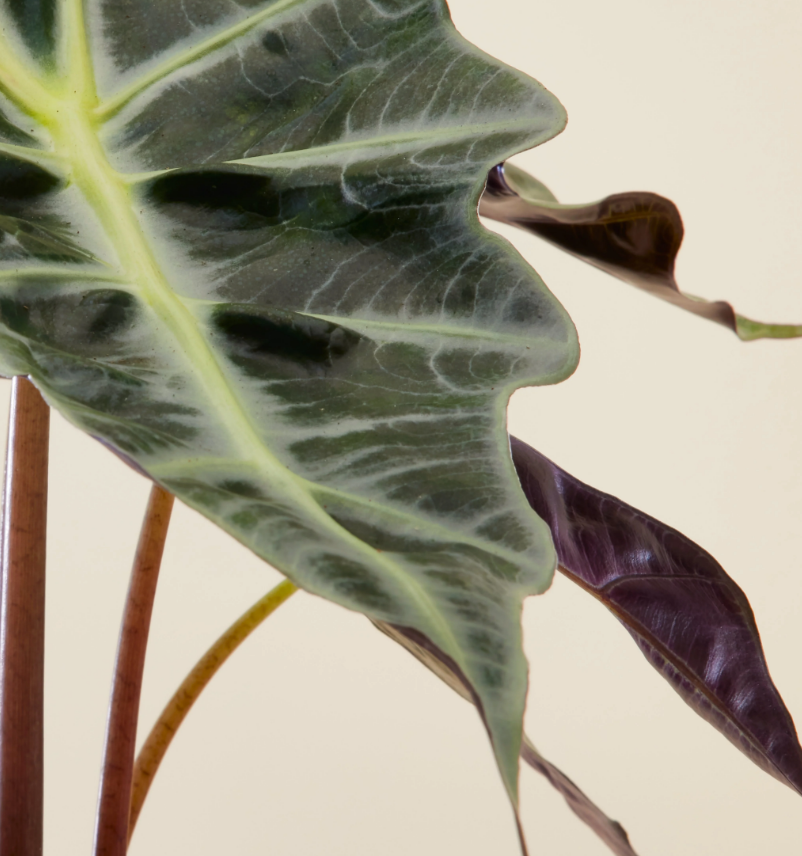 Alocasia 'Polly' Screenshot 2023-11-22 141108 3
