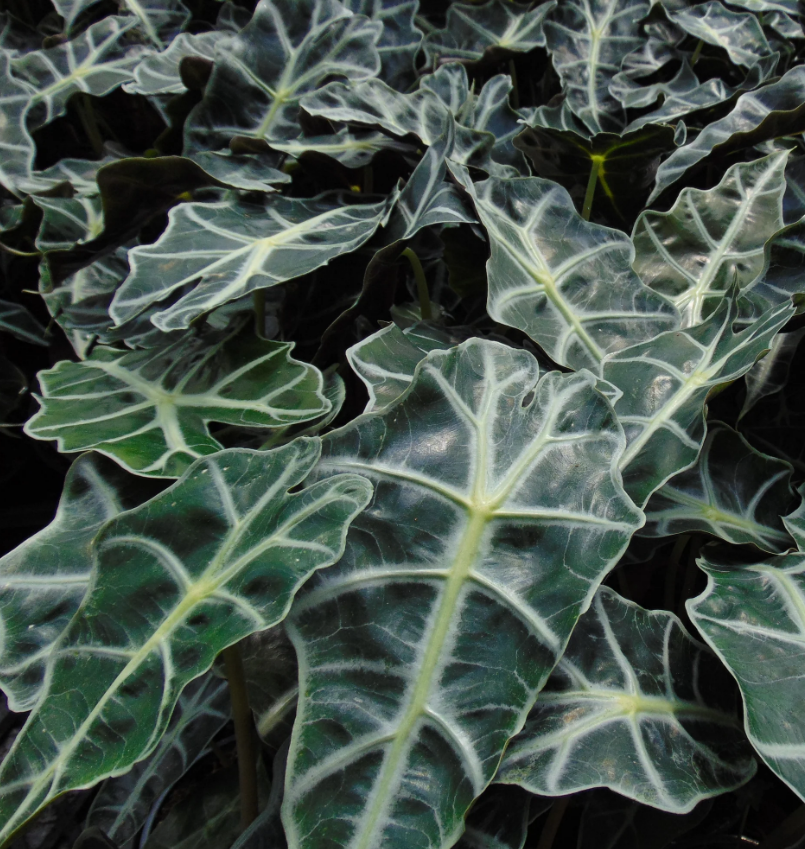 Alocasia 'Polly' Screenshot 2023-11-22 141209 4