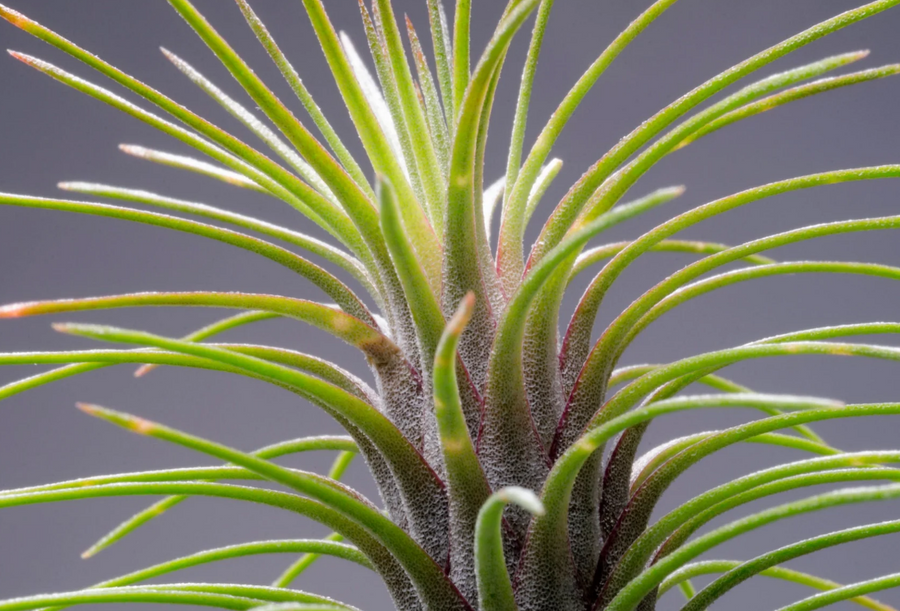 Tillandsia Funckiana Air Plant Screenshot 2023-11-22 150003 3