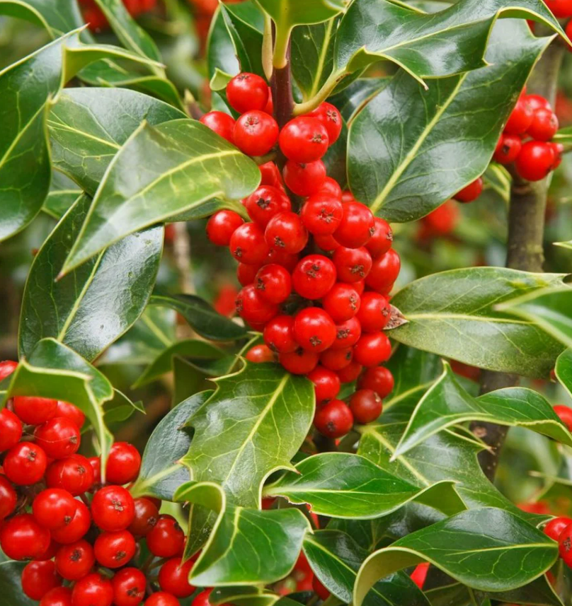 Ilex Aquifolium JC Van Tol Screenshot 2023-12-07 113343 6