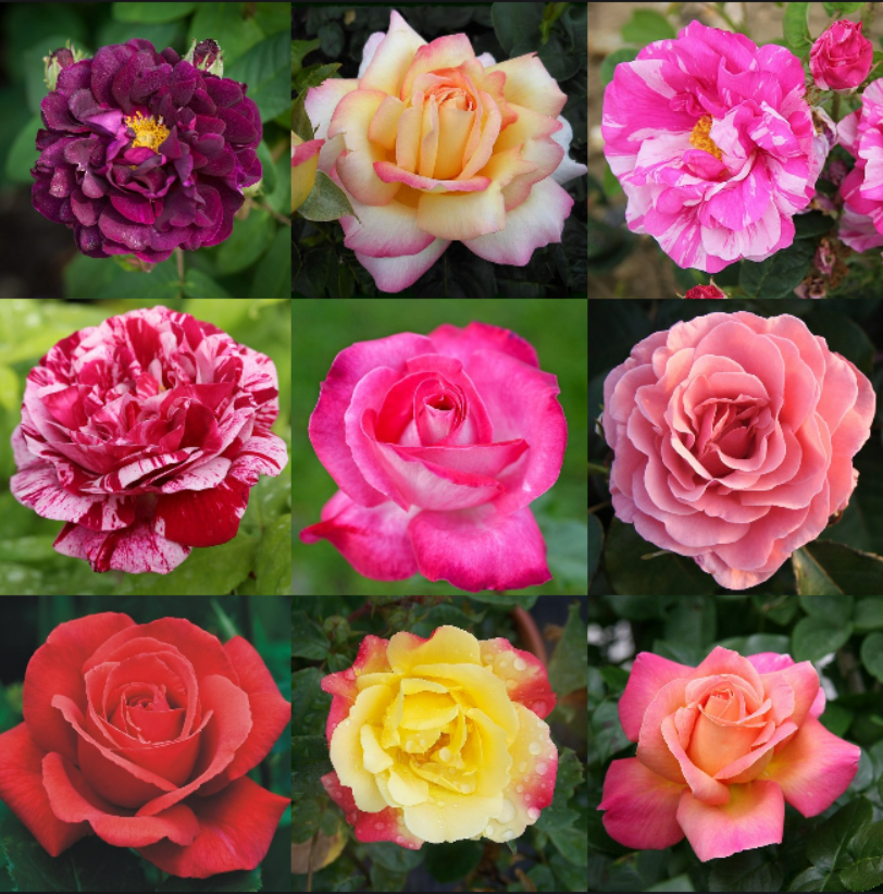Pick Your Own Rose Garden Screenshot 2024-01-23 155757 1