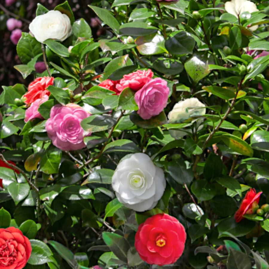 Camellia Japonica  1