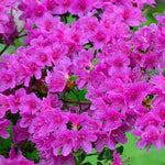 Hard To Kill Shrub Mix - Euonymus, Camellia Lady Campbell, Pink Azalea & Pink Lavatera  3