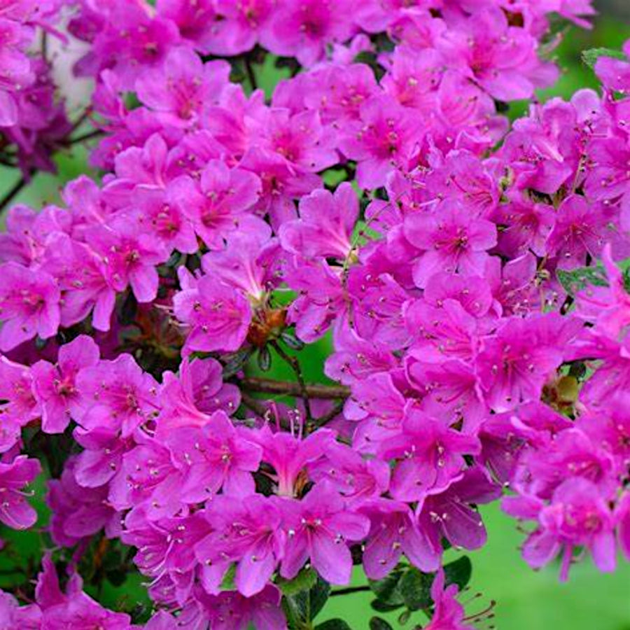 Hard To Kill Shrub Mix - Euonymus, Camellia Lady Campbell, Pink Azalea & Pink Lavatera  3