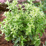 Hard To Kill Shrub Mix - Euonymus, Camellia Lady Campbell, Pink Azalea & Pink Lavatera  5