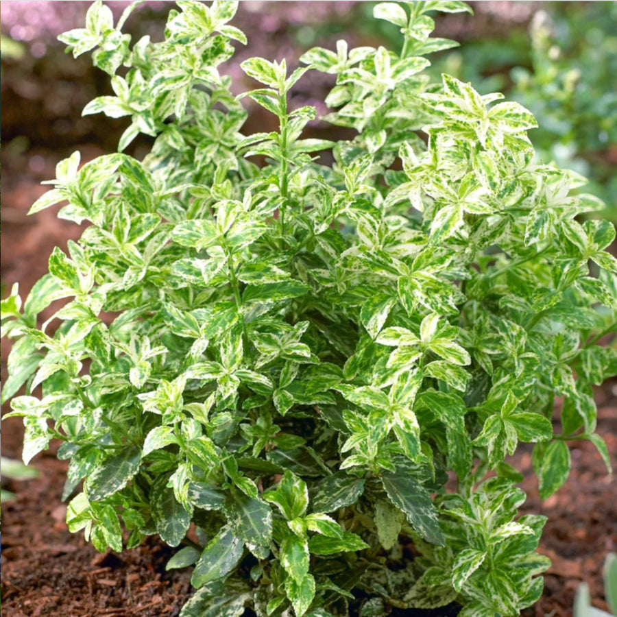 Hard To Kill Shrub Mix - Euonymus, Camellia Lady Campbell, Pink Azalea & Pink Lavatera  5